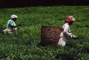 Maurizio. Un momento della raccolta del tÃ¨.De Agostini Picture Library/C. Sappa