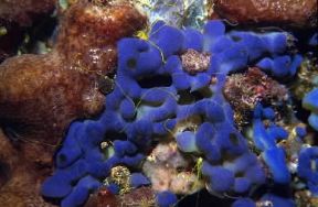 Poriferi. Polymnia nebulosa che aderisce a uno strato di spugne.De Agostini Picture Library/P. Donnini