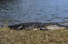 Alligatore del Mississippi.De Agostini Picture Library/G. Cappelli