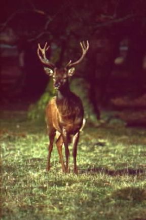 Cervo europeo (Cervus elaphus).De Agostini Picture Library/A. Calegari