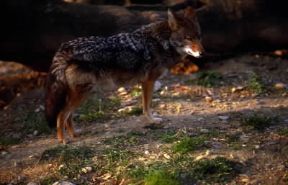 Coyote. De Agostini Picture Library / A. Calegari