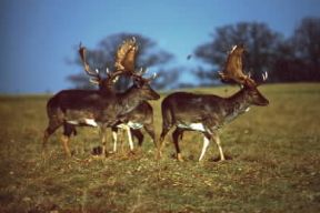 Daino. Maschi adulti di Cervus dama.De Agostini Picture Library / A. Calegari