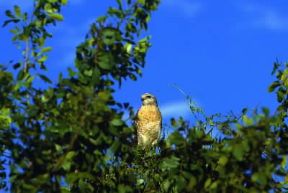 Poiana dalle spalle rosse (Buteo lineatus).De Agostini Picture Library/G. Cappelli