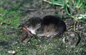 Toporagno comune (Sorex Araneus).De Agostini Picture Library/A. Calegari