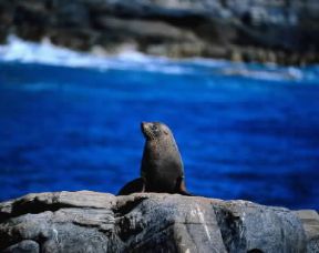 Arcotocephalus. Esemplare di Arctocephalus forsteri.De Agostini Picture Library/P. Jaccod