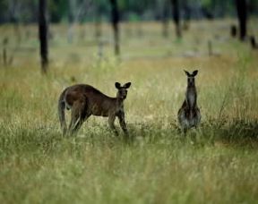 Canguro grigio (Macropus giganteus).De Agostini Picture Library/P. Jaccod