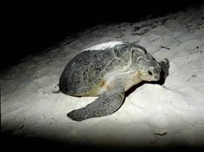 Cheloniidi. Esemplare di testuggine franca (Chelonia mydas).De Agostini Picture Library/P. Jaccod