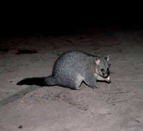 Falangerini. Tricosuro volpino (Trichosurus vulpecula).De Agostini Picture Library/P. Jaccod