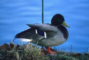 Germano. Esemplare maschio di Anas platyrhynchos.De Agostini Picture Library/A. Calegari