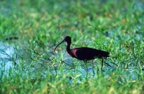 Mignattaio. Esemplare di Plegadis falcinellus.De Agostini Picture Library/P. Jaccod