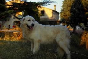 Pastore . Esemplare di Pastore maremmano-abruzzese.De Agostini Picture Library/F. Simoni