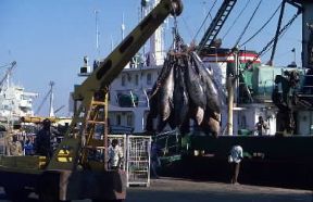 Senegal . Tonni scaricati da un peschereccio nel porto di Dakar.De Agostini Picture Library/C. Sappa