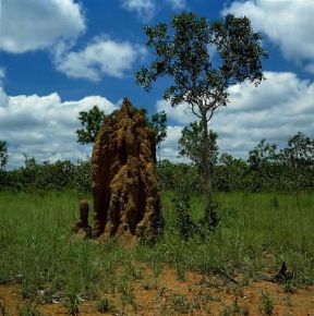 Termitaio. De Agostini Picture Library/P. Jaccod