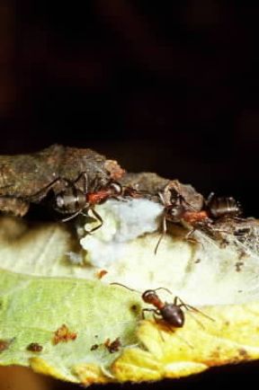 Formica. Esemplari di formica rossa (Formica rufa).De Agostini Picture Library/F. Bertola