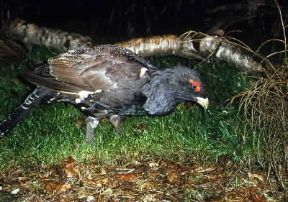 Gallo cedrone (Tetrao urogallus).De Agostini Picture Library/A. Calegari