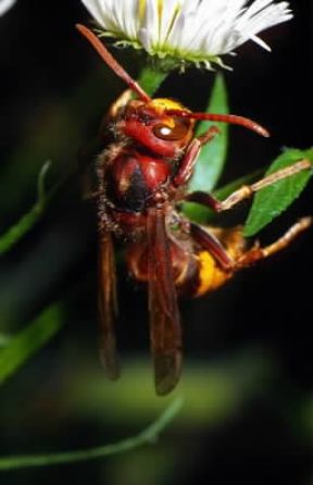 Insetti . Esemplare di Vespa crabro appartenente all'ordine degli Imenotteri.De Agostini Picture Library/F. Bertola