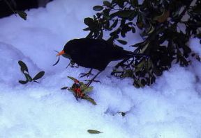 Merlo. Esemplare di Turdus merula.De Agostini Picture Library/F. Bertola