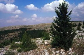 Murge. Veduta della zona carsica nei pressi di Gravina.De Agostini Picture Library / A. Tessore