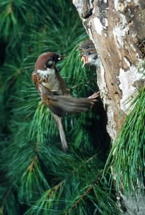 Passero . Un esemplare di Passer domesticus.De Agostini Picture Library/F. Bertola