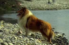 Pastore . Esemplare di Pastore scozzese o collie.De Agostini Picture Library/C. Pozzoni