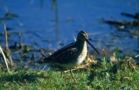 Beccaccino . Esemplare di Capella gallinago.De Agostini Picture Library/L. Cremascoli