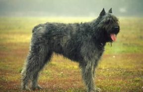 Bovaro delle Fiandre .De Agostini Picture Library/C. Pozzoni