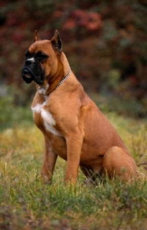 Boxer. Esemplare di boxer.De Agostini Picture Library/G. Pellegrinelli