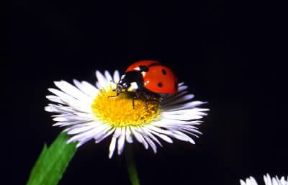Coccinellidi. Esemplare di Coccinella septempunctata.De Agostini Picture Library/F. Bertola