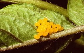 Coleotteri. Uova di Dorifora.De Agostini Picture Library / F. Bertola