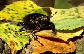 Coleotteri. Esemplare di cervo volante.De Agostini Picture Library / F. Bertola