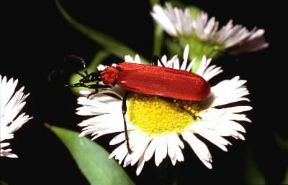 Coleotteri. Pyrochroa coccinea.De Agostini Picture Library / F. Bertola