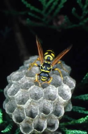 Imenotteri . Esemplare di Vespa polistes.De Agostini Picture Library/F. Bertola