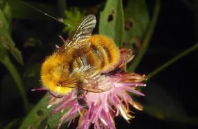 Imenotteri . Esemplare di Bombus terrestris.De Agostini Picture Library/F. Bertola