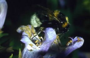 Imenotteri . Esemplare di Bombus terrestris.De Agostini Picture Library/ F. Bertola