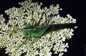 Insetti . Esemplare di locusta appartenente all'ordine degli Ortotteri.De Agostini Picture Library/F. Bertola