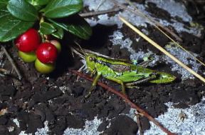 Ortotteri . Esemplare di acridide alpino.De Agostini Picture Library/F. Bertola