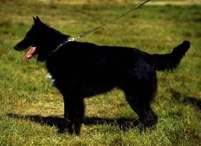 Pastore . Esemplare di Groenendael.De Agostini Picture Library/C. Pozzoni