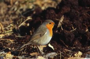 Pettirosso (Erithacus rubecula).De Agostini Picture Library/L. Cremascoli