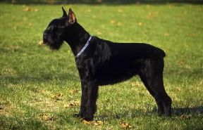 Schnauzer gigante.De Agostini Picture Library / C. Pozzoni