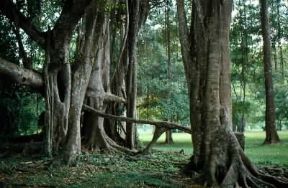 Aereo. Apparato radicale aereo.De Agostini Picture Library/2P