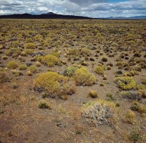 Argentina. Semideserto steppico della Pampa de Agna.De Agostini Picture Library/P. Jaccod