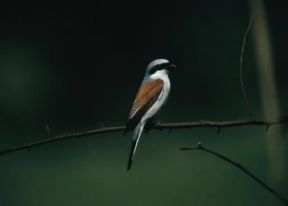 Averla. Esemplare di averla piccola.De Agostini Picture Library/A. Calegari