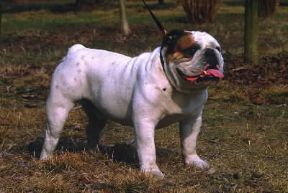 Bulldog .De Agostini Picture Library/C. Ferrari