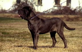 Cane. Mastino napoletano.De Agostini Picture Library/C. Pozzoni