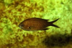 Castagnola. Esemplare di Chromis chromis.De Agostini Picture Library/A. Calegari