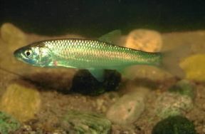 Cavedano. Esemplare di Leuciscus cephalus.De Agostini Picture Library/A. Calegari