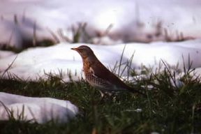 Cesena. Esemplare di Turdus pilaris.De Agostini Picture Library/A. Calegari