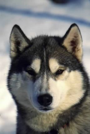 Husky. Esemplare del cane da slitta.De Agostini Picture Library / C. Pozzoni