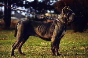 Mastino. Esemplare di mastino napoletano.De Agostini Picture Library/C. Pozzoni