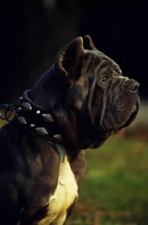 Mastino. Un mastino napoletano con il suo caratteristico muso corto.De Agostini Picture Library/C. Pozzoni